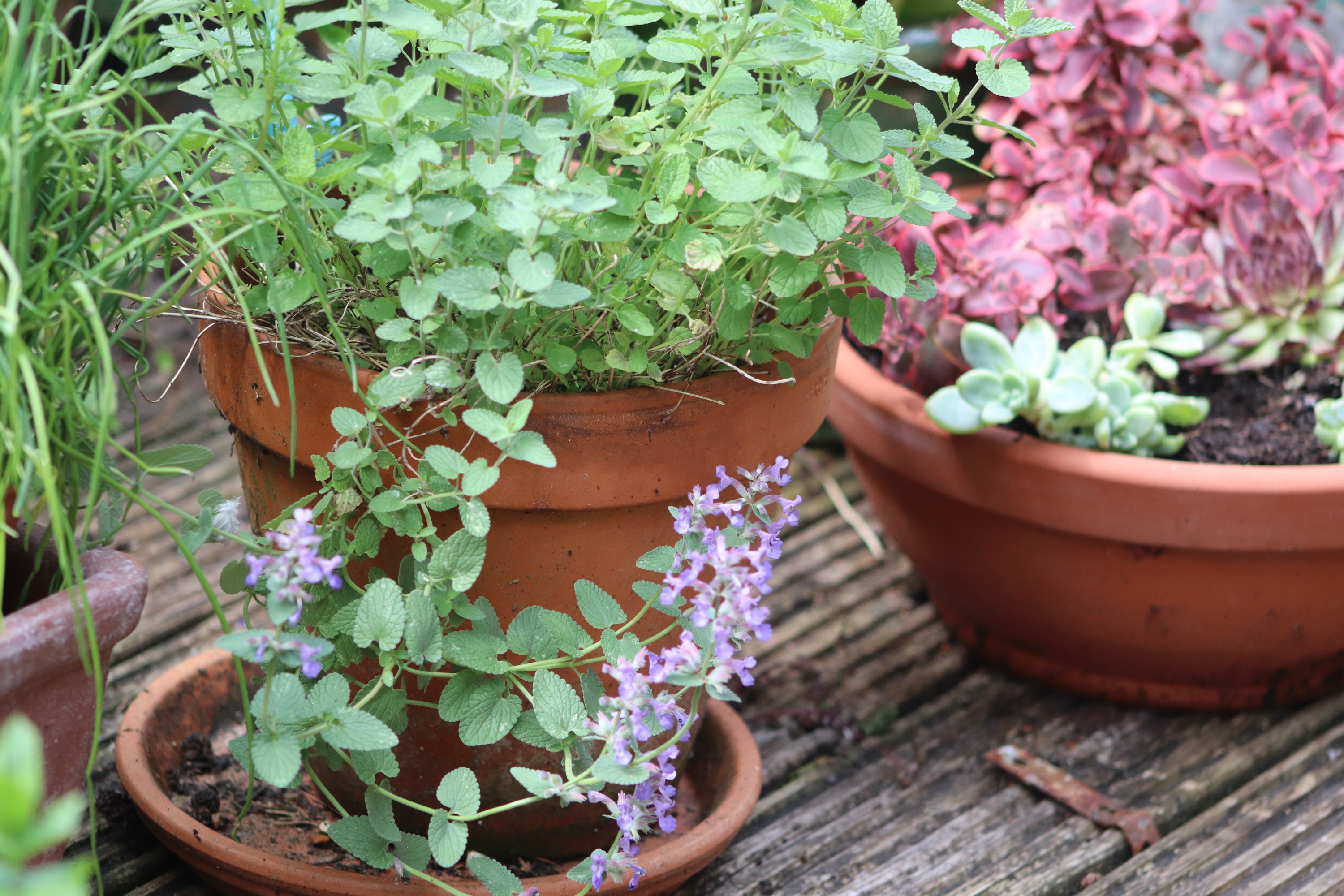 pots of plants