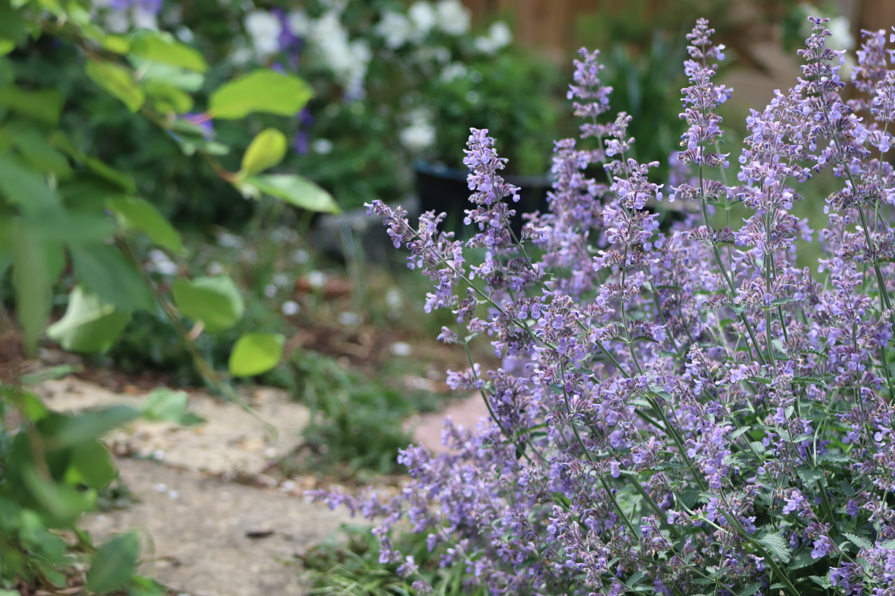 catmint