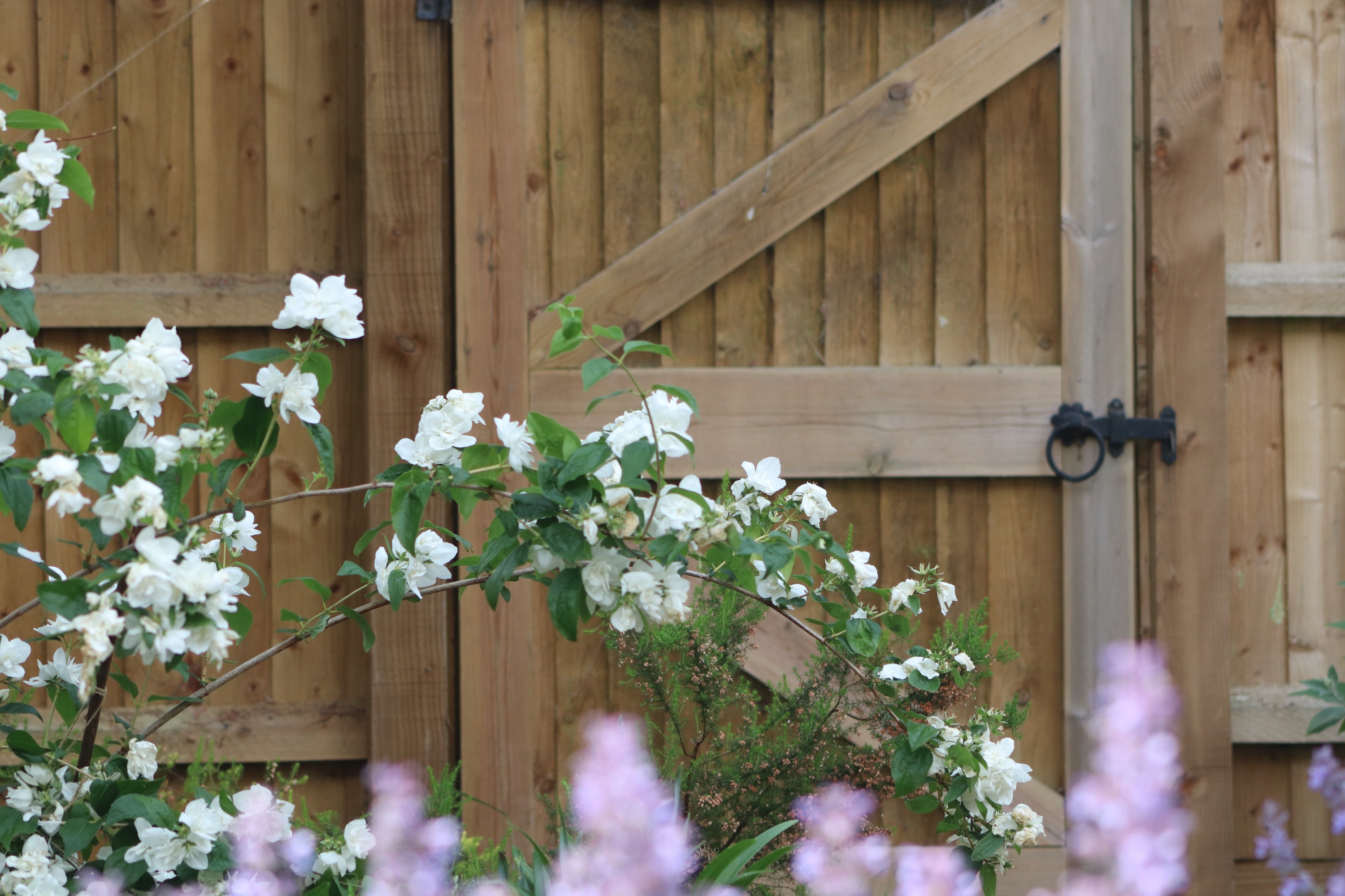 mock orange blossoms in front of wooden gate