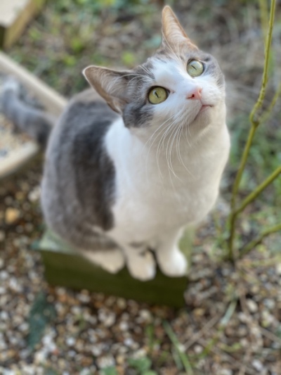 grey and white cat