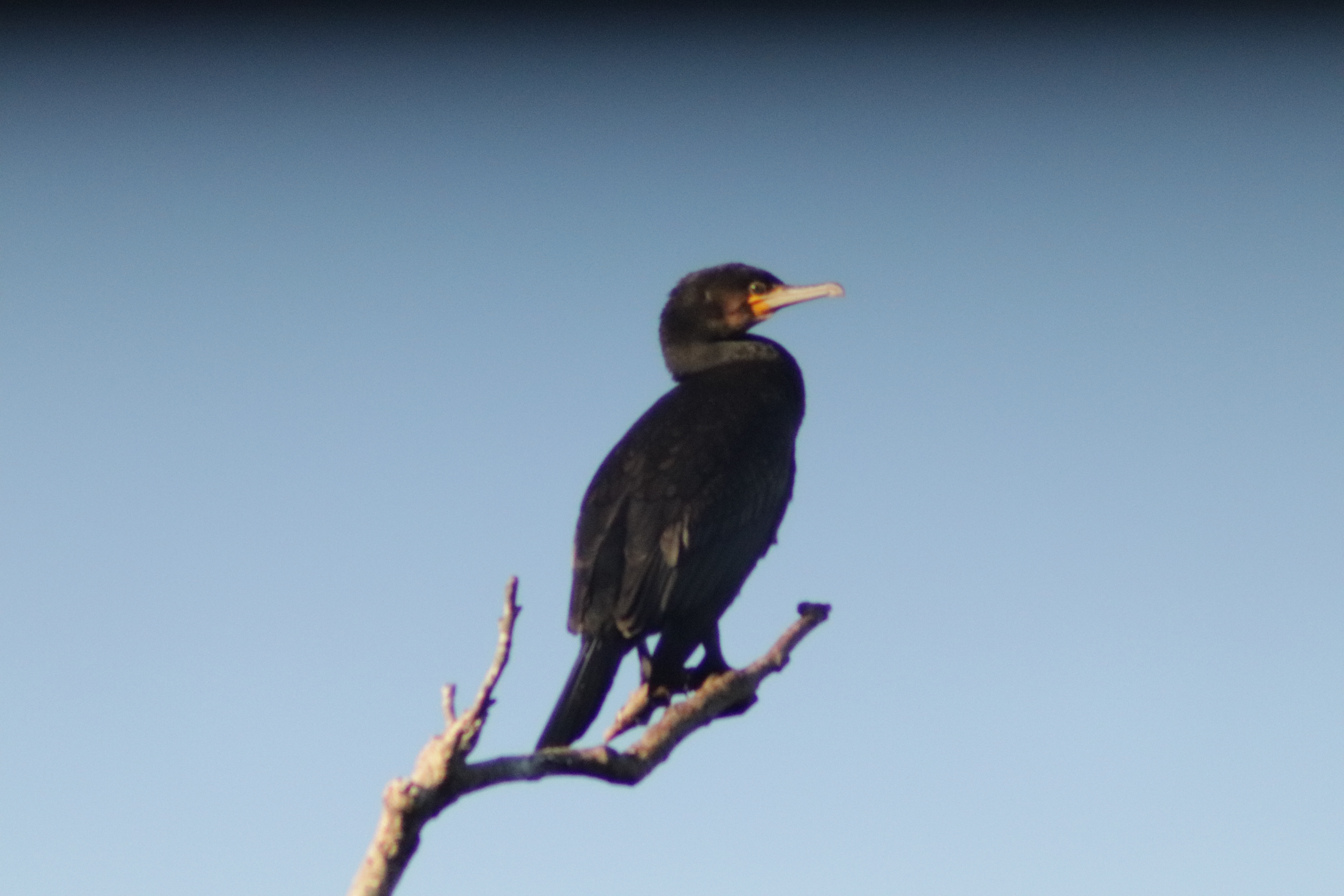 cormorant on a branch