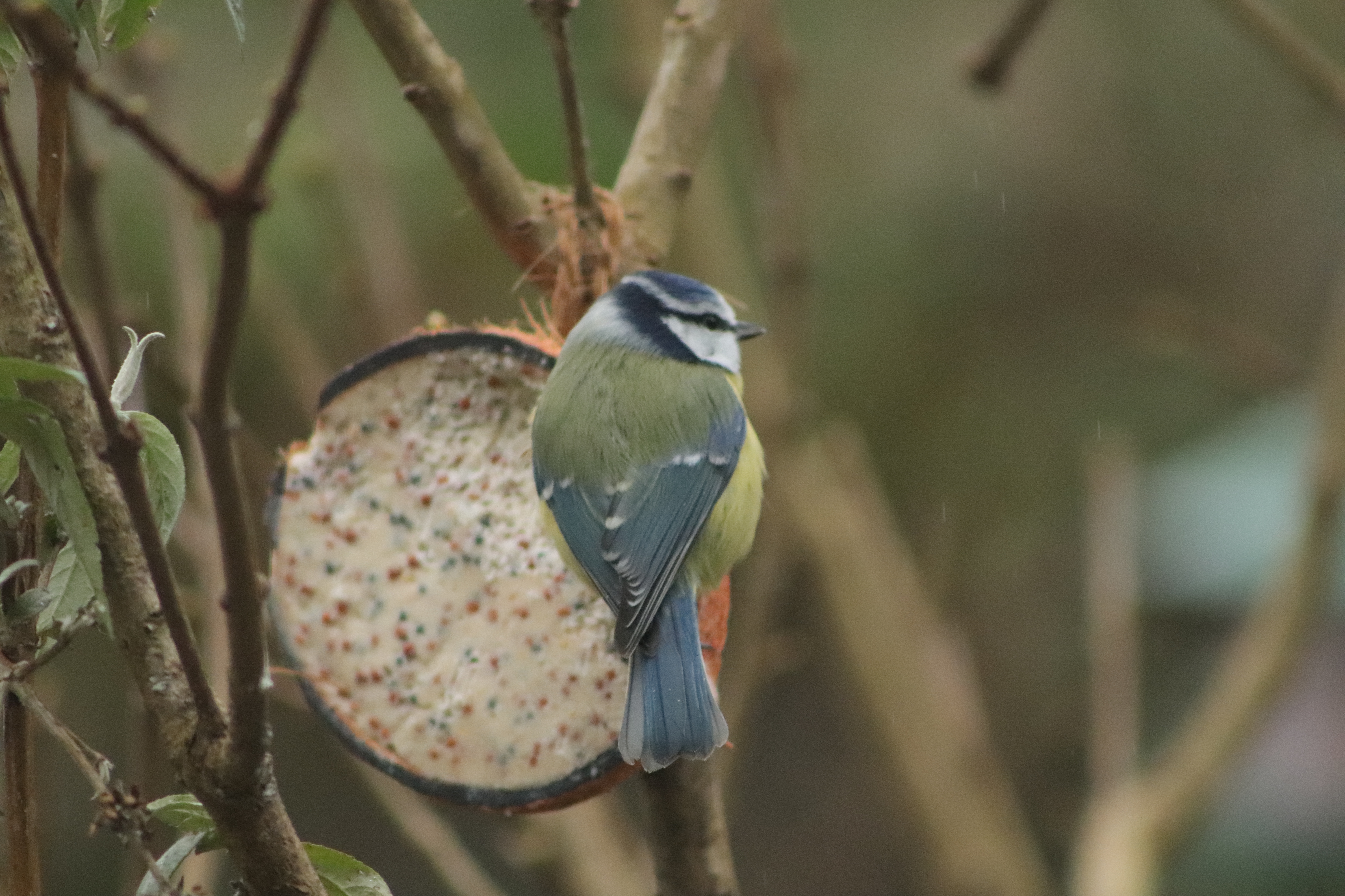 blue tit on coconut feeder