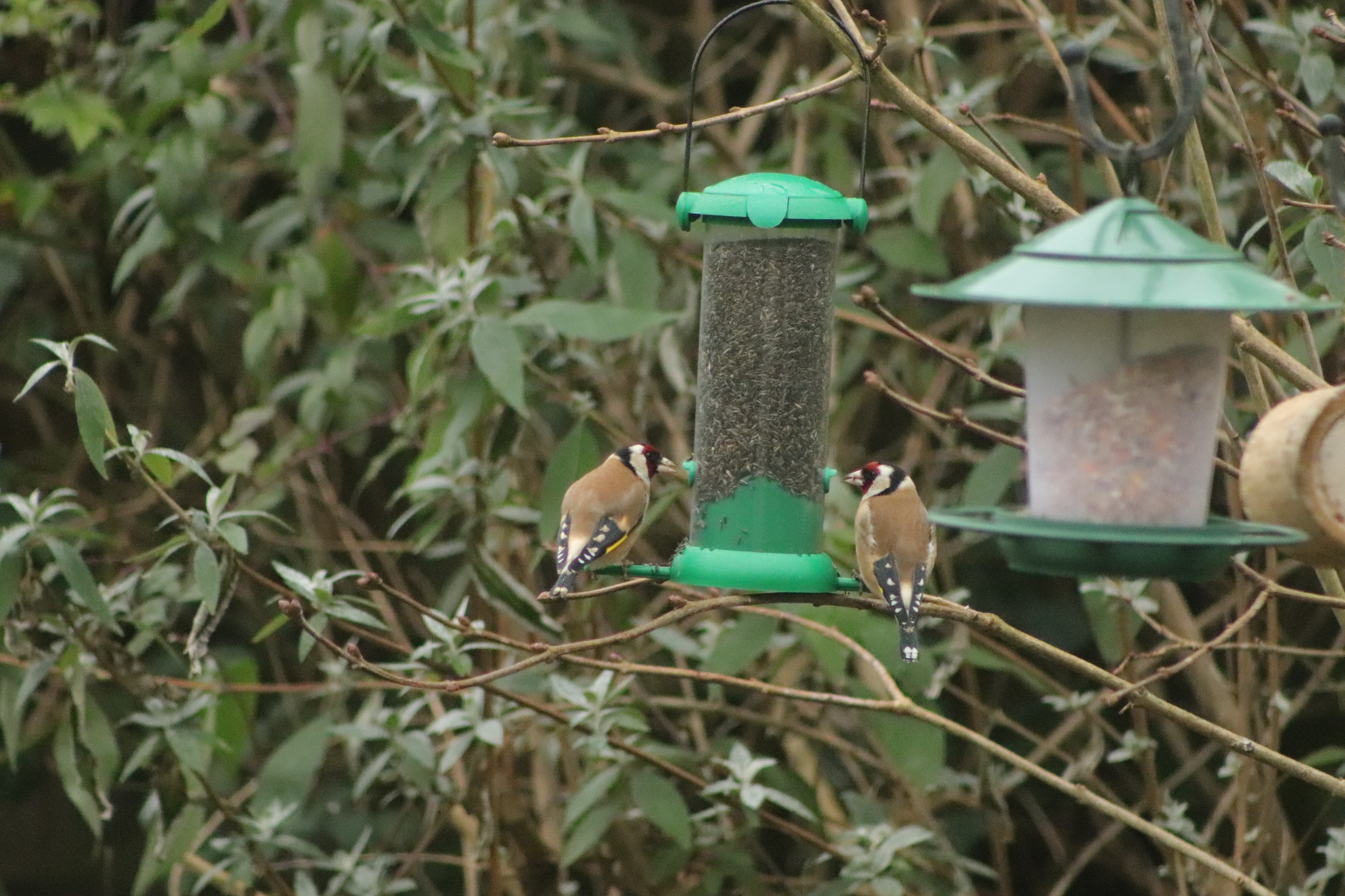 2 eurasian goldfinches eating at a nyger seed feeder