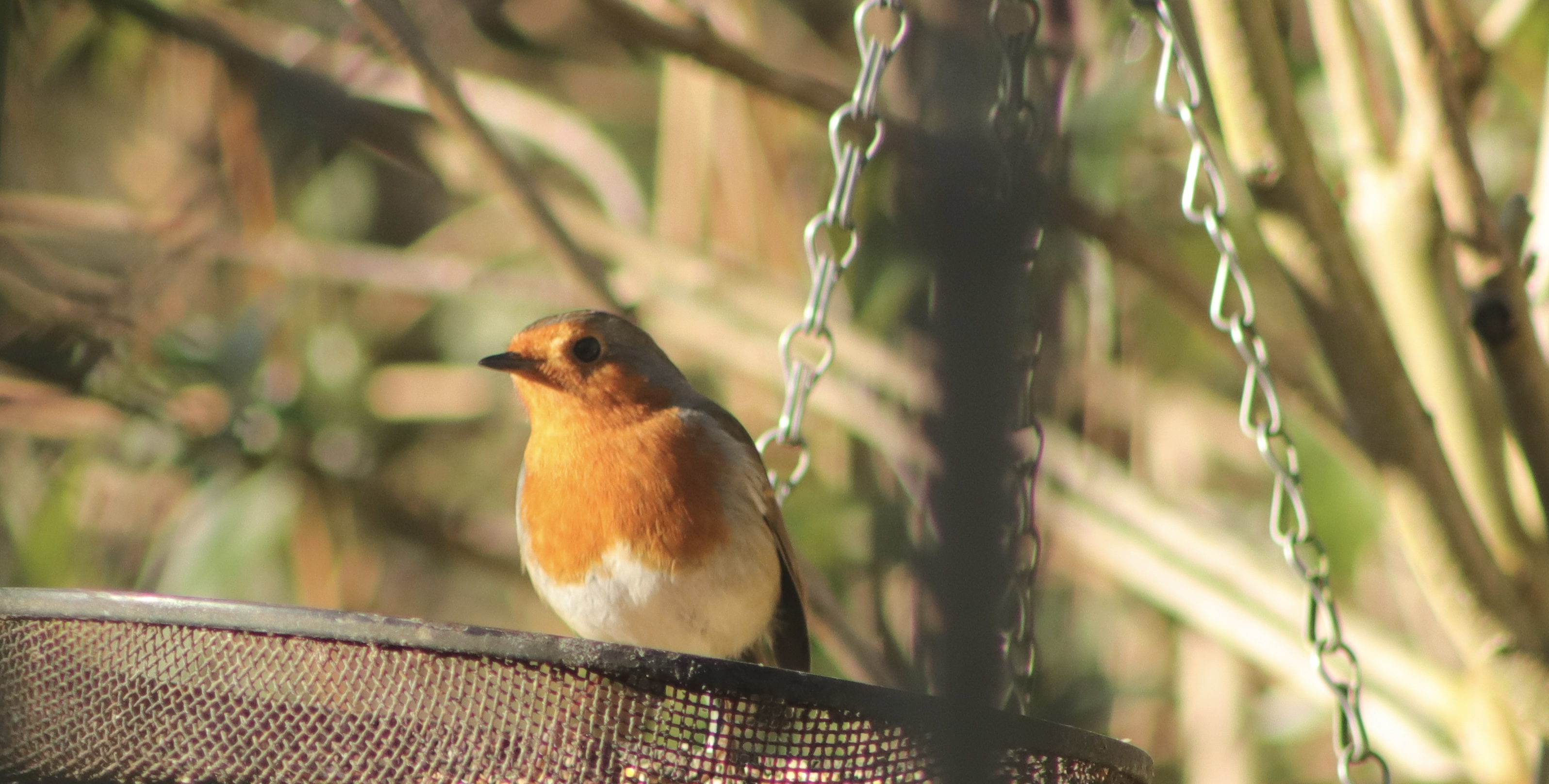 robin closeup