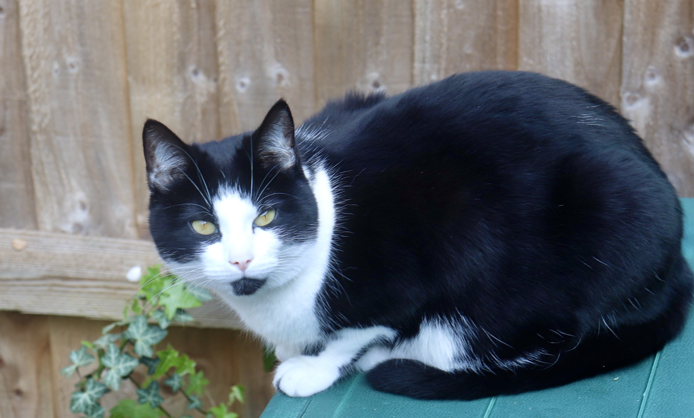 grey and white cat posing almost smiling