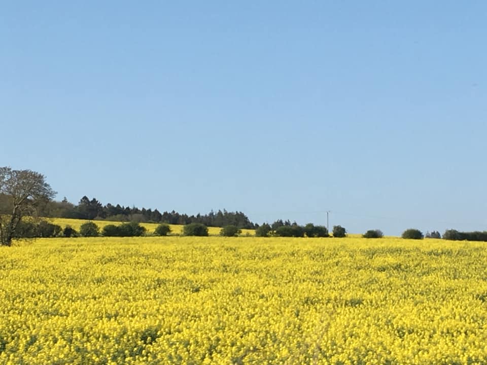 Hampshire countryside 1