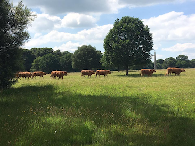 southern England countryside landscape