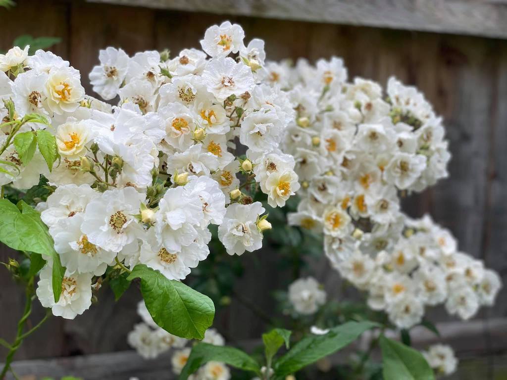 ramblin rector white roses - small flat in huge bunches against wooden fence