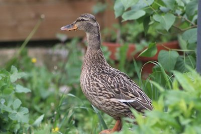 female mallard duck