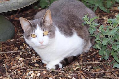 grey and white cat posing almost smiling