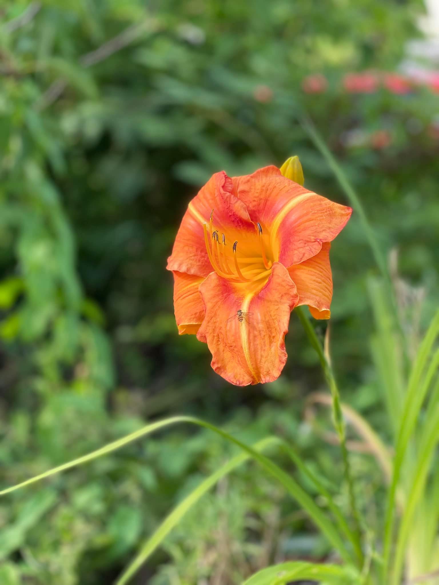 orange day lily