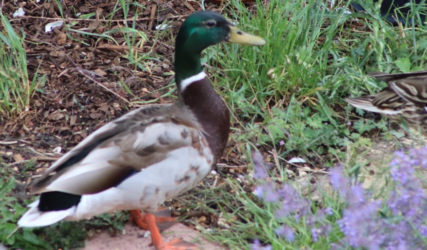 the male mallard partner catches wind of the camera