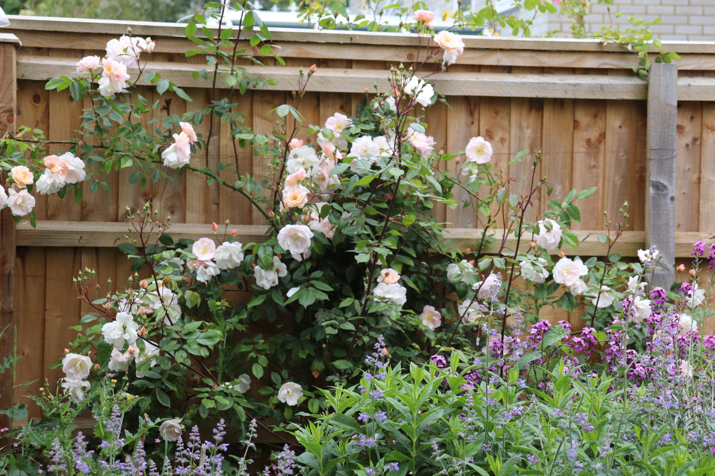 sunrise roses on wooden fence