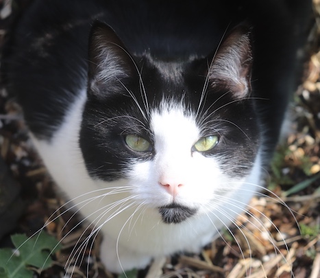 smiling cat, sitting in garden