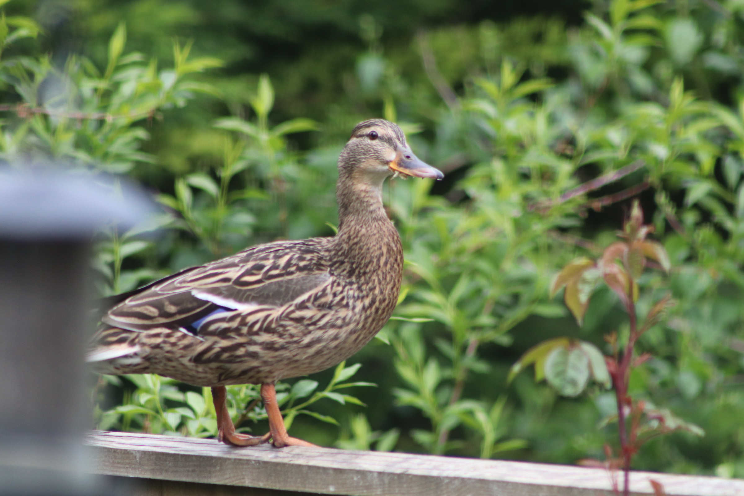 female mallard duck catches wind of the camera