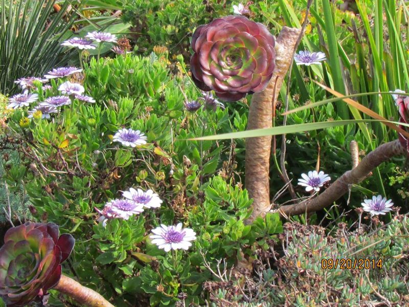 sedums at MyKnack theatre