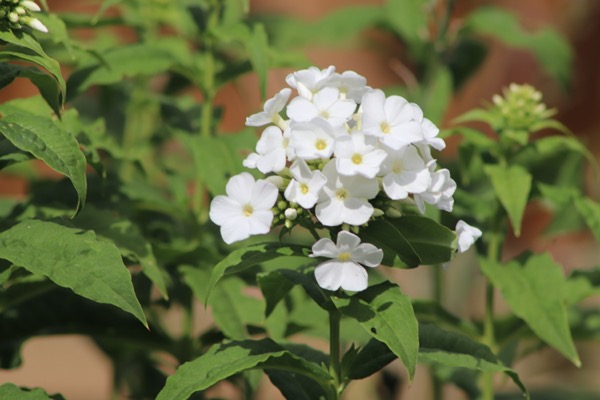 tall white lacy phlox