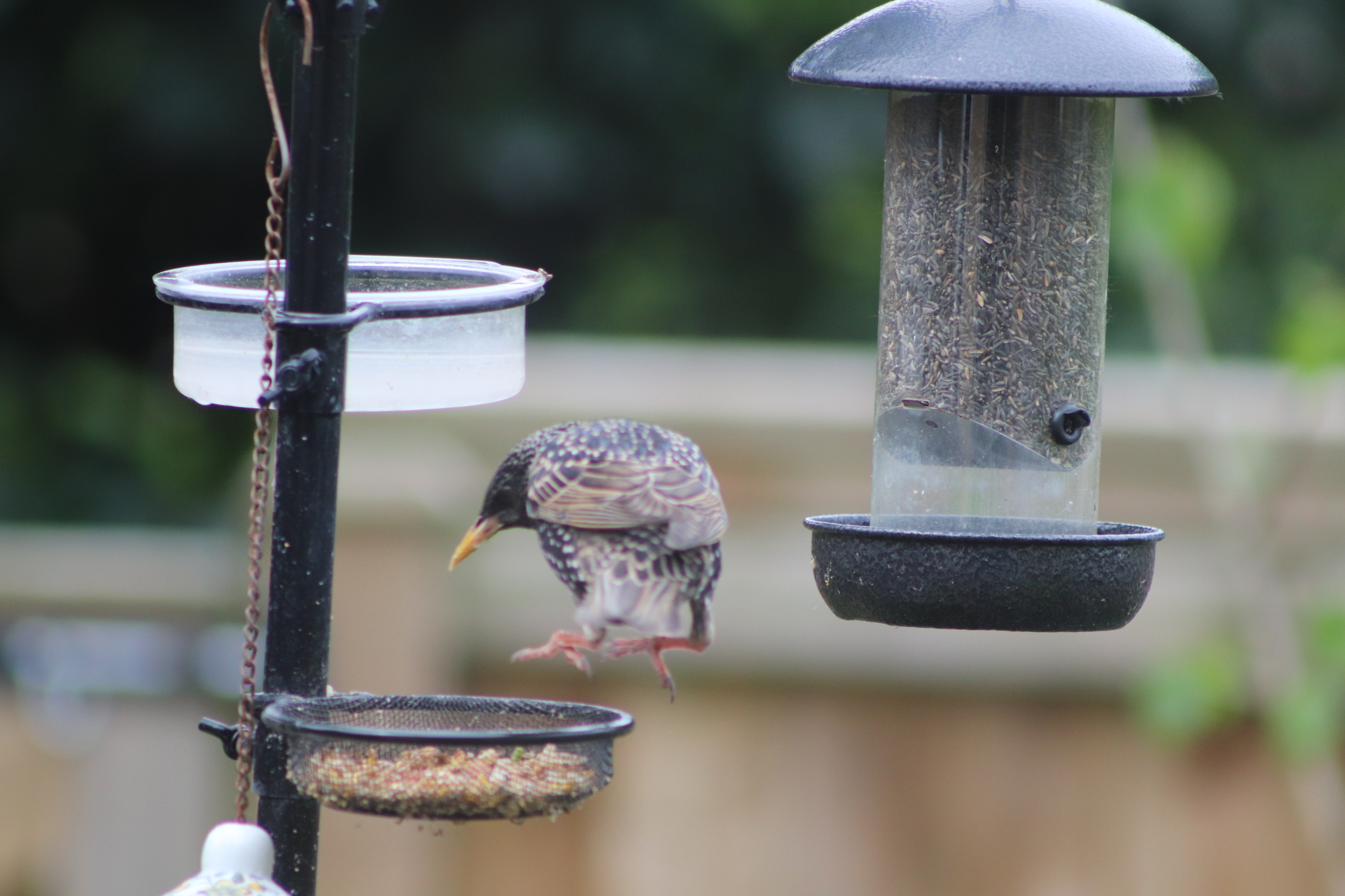 starling-in-flight-landing-feet-first-on-bird-tray