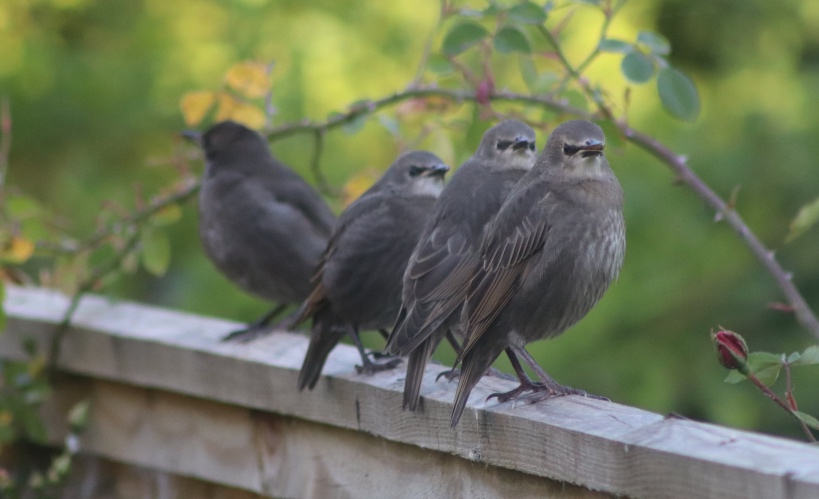 4 young birds on a fence stare at the camera with black beady eyes