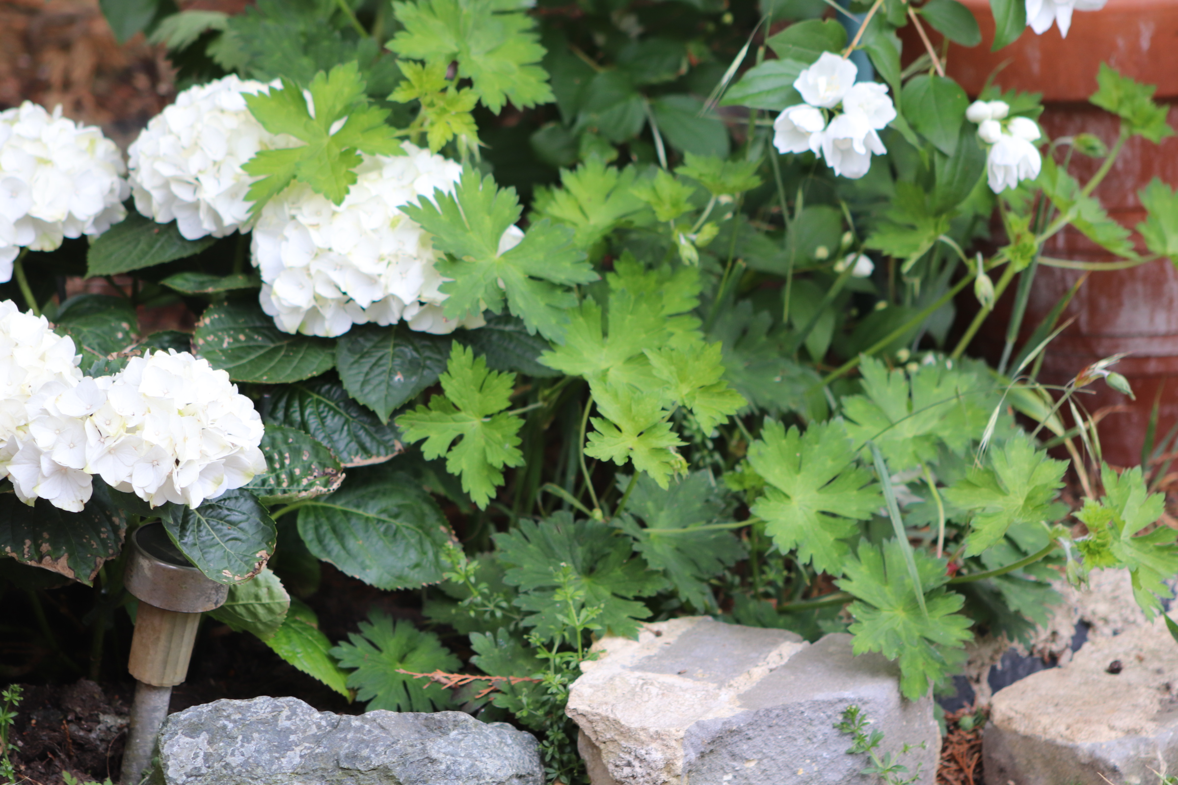 Mock oraange with hydrangea